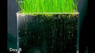 Grass Roots Growing from Seed Timelapse | VORT3X