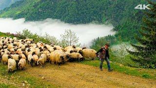 الهجرة فوق الغيوم | وثائقي