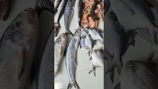 Panvel Wholesale Fish Market #shorts #trending #viral #fishing #fishmarket #youtubeshorts