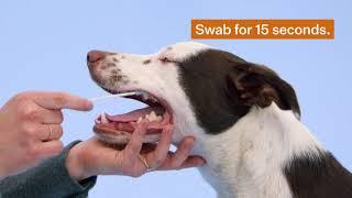 How to swab your dog for a Wisdom Panel™ DNA test