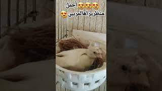 أجمل منظريراه المربين