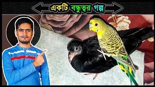 পিকুবুড়া এবং লাকিবেবির অসমাপ্ত বন্ধুত্বের গল্প  Jactok পাখি ভাইয়া 