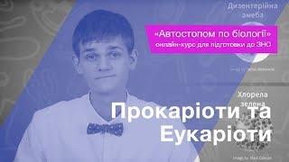 Прокаріоти та Еукаріоти – Підготовка до ЗНО – Біологія