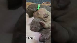 2022 Mayhem x Envy Litter. #apbt #puppy #tomgarner #workingdogs  #gamedog #americanpitbullterrier