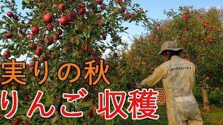 【青森県】りんご収穫　実りの秋【収穫】空撮あり 4K60P