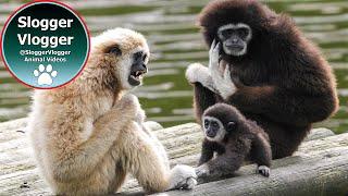 Gibbon Baby Dad’s Rough Play & Mum’s Constant Interventions