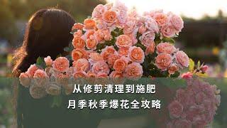 【海媽園藝課堂87】從修剪清理到施肥，月季秋季爆花全攻略|Roses Pruning Ways in Autumn