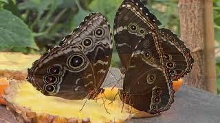 Enchanting Butterflies: Feeding Time!! #butterfly  