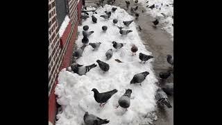 Pigeons eat out of the snow! @Roaming USA Family