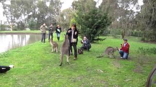 Kangaroo Attacks Tourist