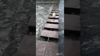 Самый смелый и умный Шпиц
