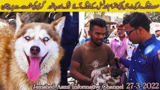 Saddar Dogs Market Karachi 27-3-22 | German Shepherd Husky Labrador Region of Canada | dogs puppies