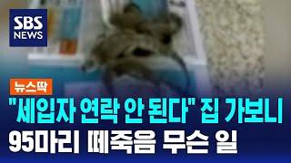 "세입자 연락 안 된다" 집 가보니…95마리 떼죽음 무슨 일 / SBS / 뉴스딱