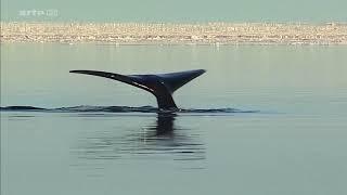 La baleine boréale