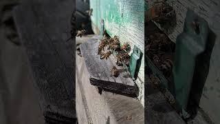 1 апреля на пасеке #пчеловодство #краснодар #кубань #пчёлы #станица #bees #beekeeping #добро #весна