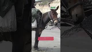 راجل ماشي بحماره على كوبري ضيق.. والنتيجة هتبهرك