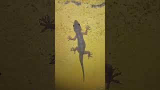 big lizard #lizard video #chhipkali video #gecko video #big lizard video #big chhipkali video#lizard