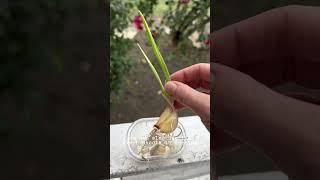 How to grow garlic at home#howtowithjessie