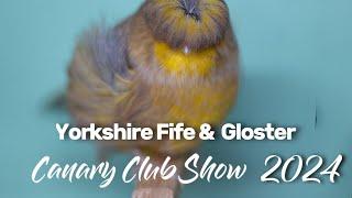 YORKSHIRE FIFE & GLOSTER CANARY CLUB SHOW 2024