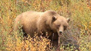 Northern BC Moose Hunt Part 4 (Norm's First Moose Hunt)