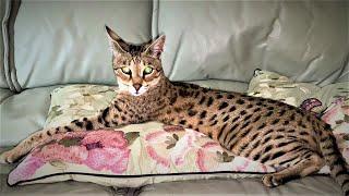 Top 10 Tips on owning a Savannah cat