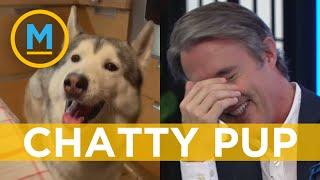 Dog who can 'talk' makes our host cry of laughter | Your Morning