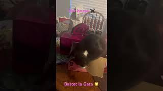 Kitty Bastet plays with her boxes, and falls!