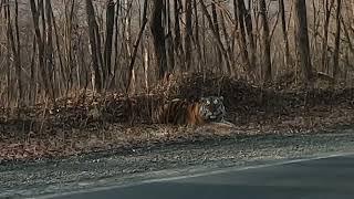 Giant siberian tiger on the road