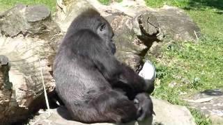 Müder Gorilla! - Tired gorilla!  Allwetterzoo Münster