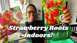 How to Plant Strawberry Plants | Start Strawberry Plants Indoors Early | Walmart Plants