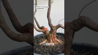 PROSES PENGELOSAN CABANG ANTING PUTRI #bonsai #bonsaitr#antingputri #shorts #shortvideo #viralvideo