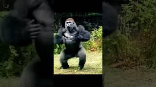 Gorilla Celebrates with Chest Pounding! #animals #gorillatag  #apes #gorilla #shorts @JQC @artphot