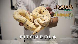 PÍTON BOLA (PYTHON REGIUS)