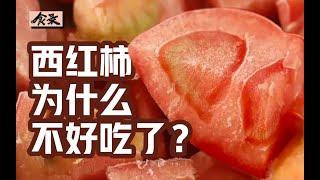 只有我一个人觉得西红柿越来越难吃了吗？