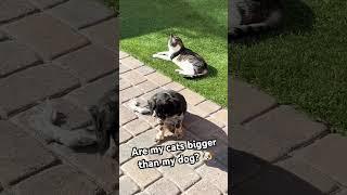 The Ultimate Cat vs Dog Size Comparison