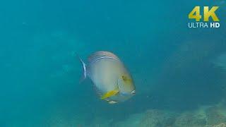 Scoob Operator - Scooby meets Surgeonfish in the Gold Coast (Chasing Gladius Mini S) [4K]