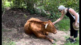 Farm animal rescue day out - Australian rescue