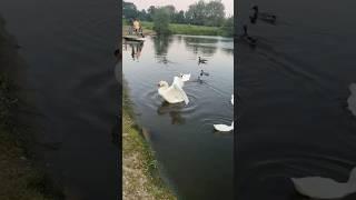 Ducks, birds chilling in the pond  #ducks #duckpond #ducklove