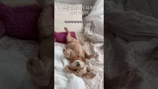 사람처럼 자는 아기 라꿍이 #강아지 #말티푸 #shorts