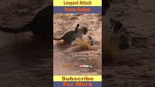 leopard attack injured badger #wildlife #facts #shorts