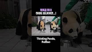 생각하는 판다, 루뎅