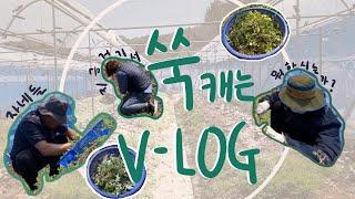 부모님과 봄나물캐는 힐링? V-LOG (feat. 쑥, 돌미나리,돌나물)