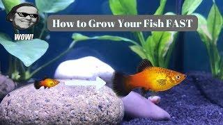 How To Grow Fish Fast