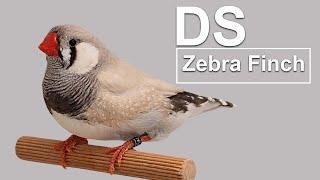 DOMINANT SILVER MUTATION ( ZEBRA FINCH)