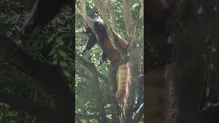 red panda chilling in the tree with a mister fan at San Diego zoo ️ thank you subscribers!!