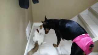 Doberman in diaper gets attacked