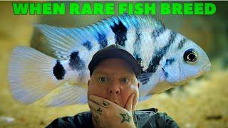 When Rare Fish Breed | I have never showed you these fish before