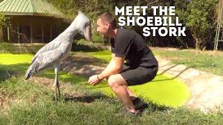 Meet The Shoebill Stork (Balaeniceps Rex) | Drive 4 Wildlife