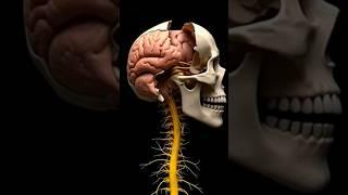 Human Skull Dissection Animation: Explore the Brain and Nerves in 3D