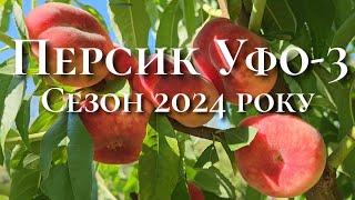 Персик Уфо-3.Інжирні сорти персику.Ранні сорти персика.